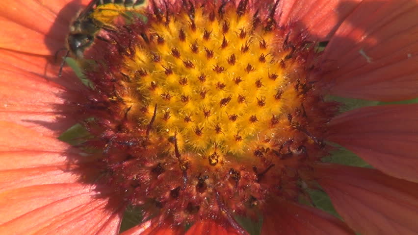 Macro, Bee Pollinating a Flower