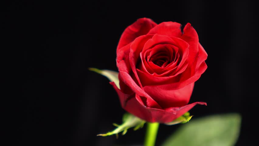 Petals Fall Around Single Rose Stock Footage Video 2123042 | Shutterstock