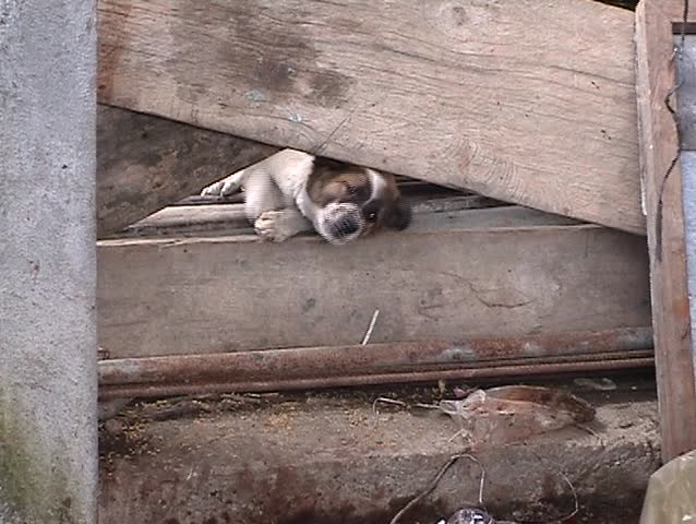 Barking puppy