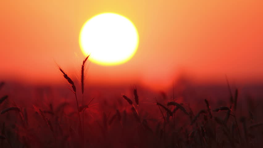 ears of wheat at sunset - timelapse