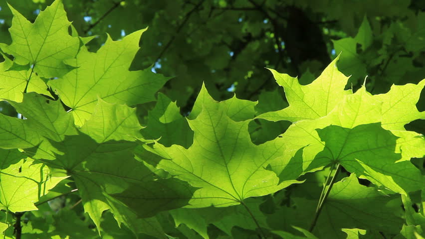 Beautiful green leaves.
Beautiful summer green maple tree swinging in the wind.