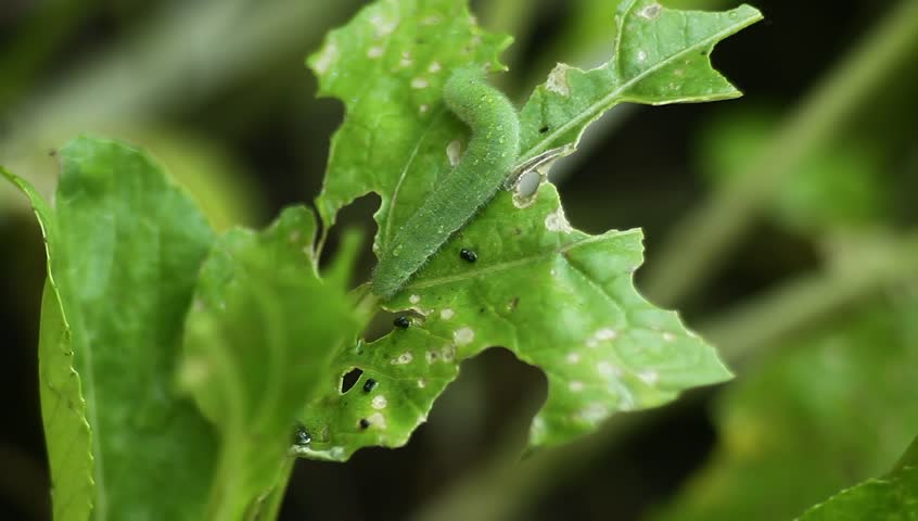 cabbage worm feeding with bok choi leaf