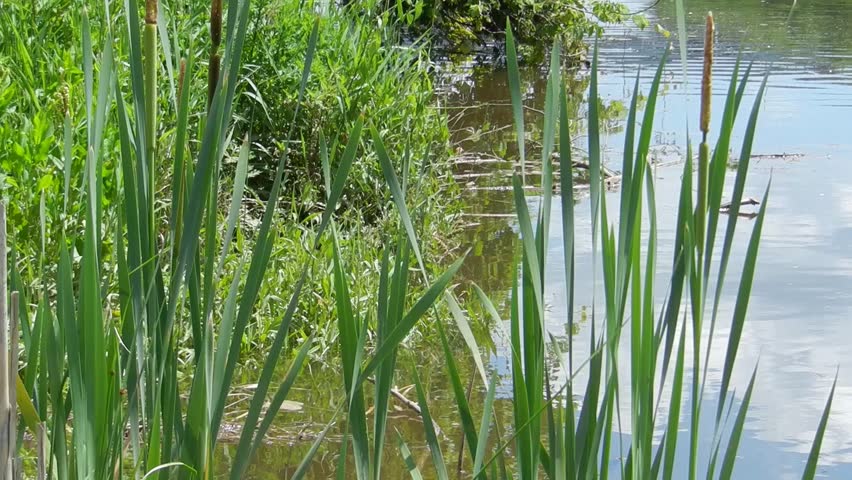 Reeds at the shore of a lake in spring