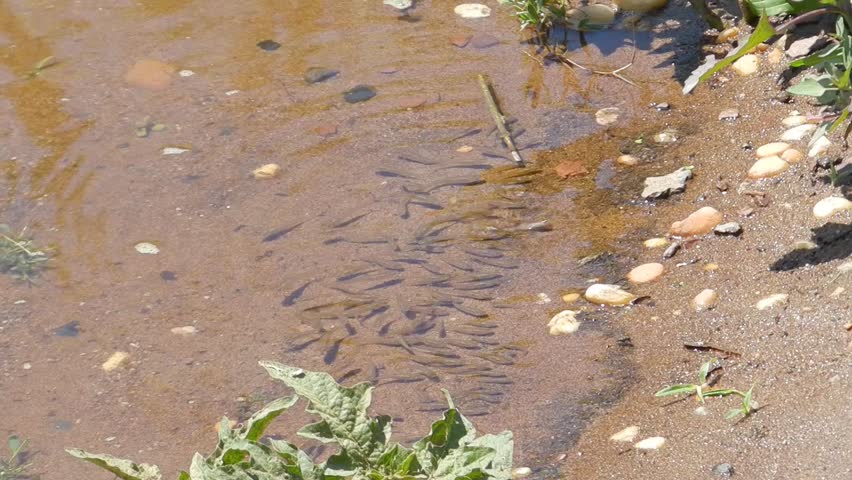 small fish