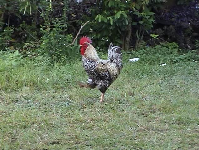 Marching rooster