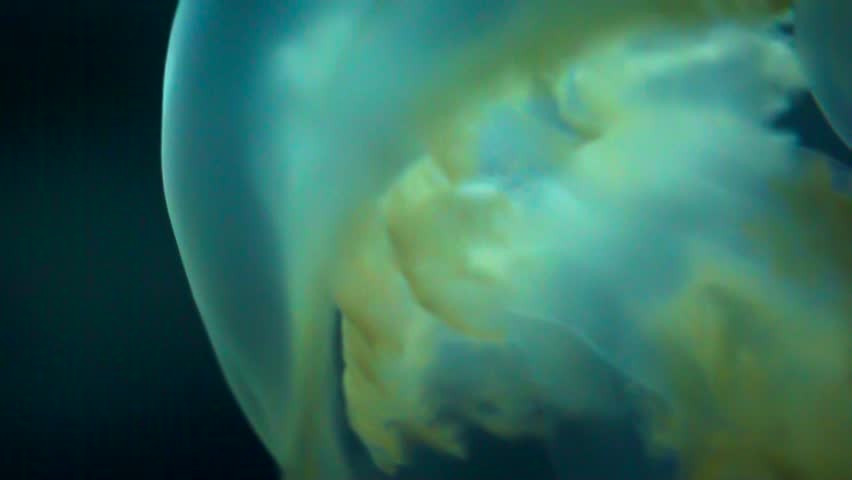 beautiful jellyfishes swim in the aquarium slowly