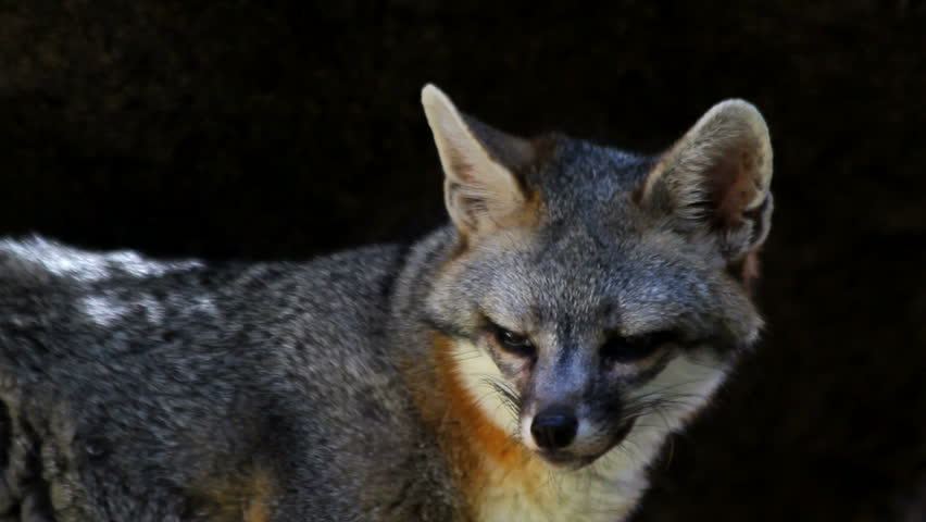 Grey fox, hungry, sniffs air, licks lips, close up, black background. 1080p