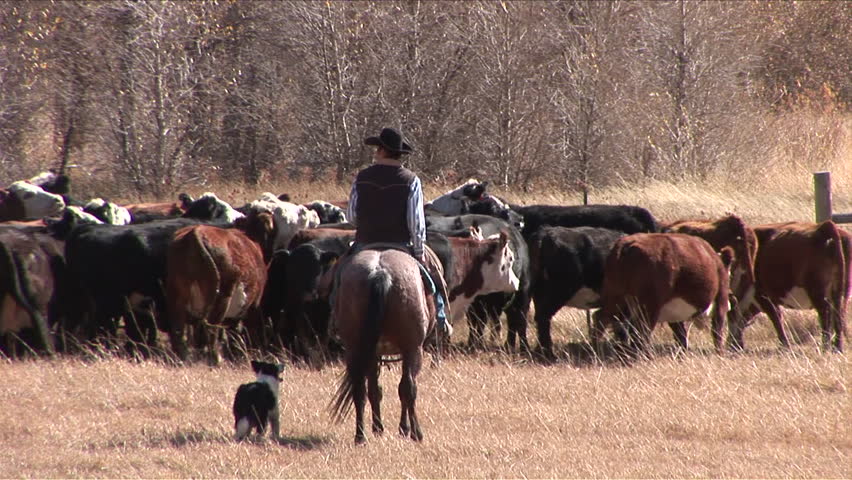 View of cowboy wrangling his cattle in Wyoming United States