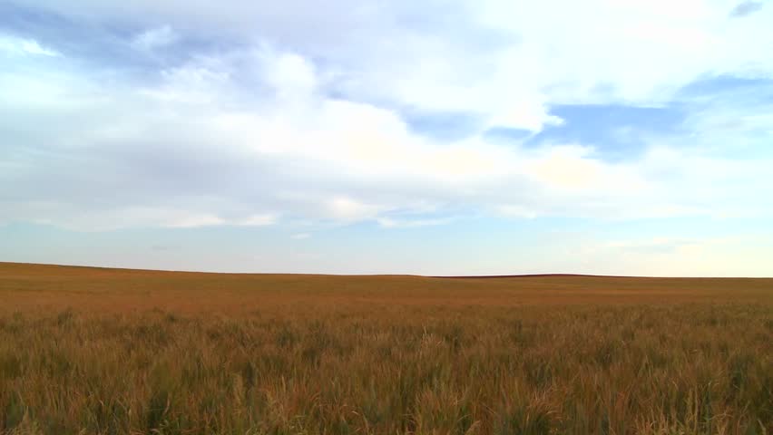 Grain field blowing in the wind