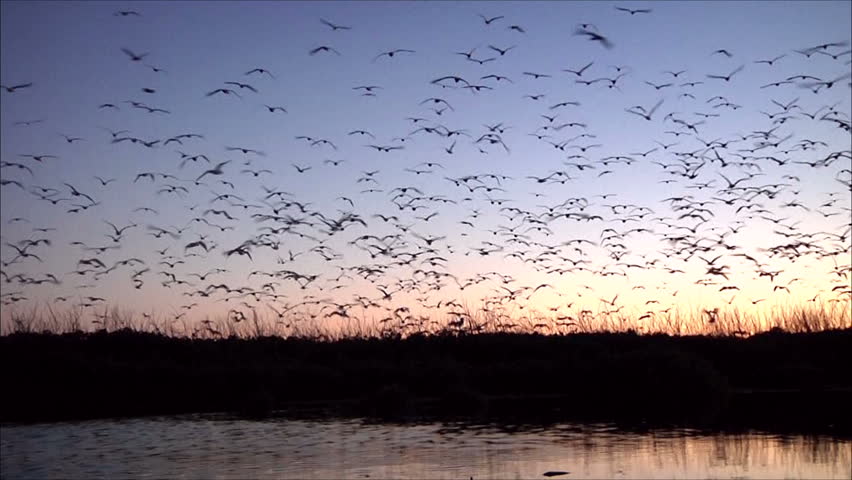 Thousands of birds are flying against a background of the sunset sky 1