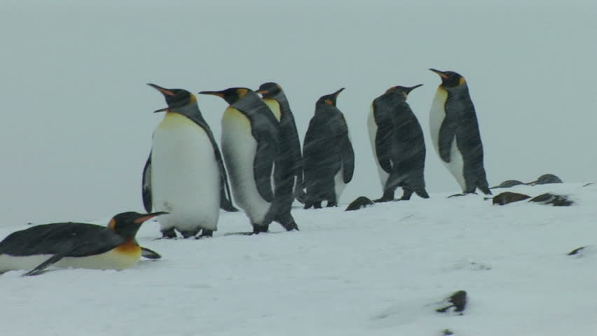 South Georgia and the South Sandwich Islands: king penguin walking in a snow.
