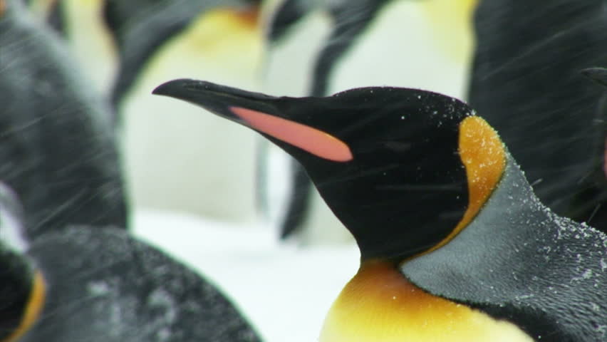 South Georgia and the South Sandwich Islands: king penguin staying in a snow storm.
