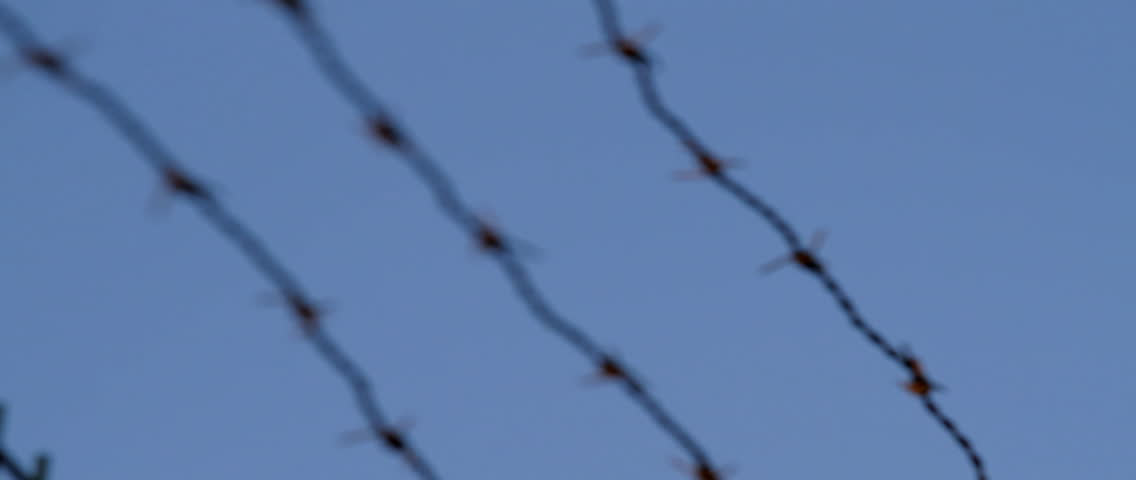 Close up of prison barbed wire against a blue sky.