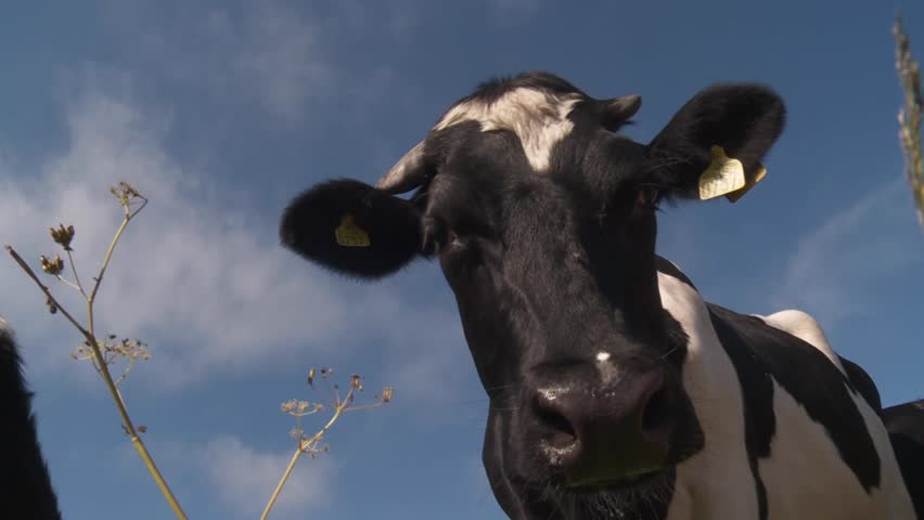 cow