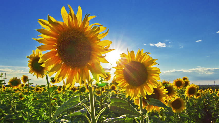 Hd Flowering Sunflowers On A Background Sunset 1920x1080 Stock