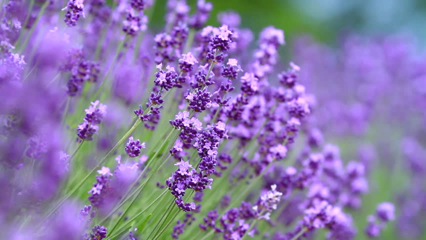 Honeybee collecting nectar on lavender.
