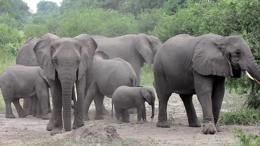 A WILD African Elephant Family (and Baby!) camouflages by throwing dirt on themselves with trunks in Queen Elizabeth National Park Uganda, Africa. This behavior may relate to scent & social cues.