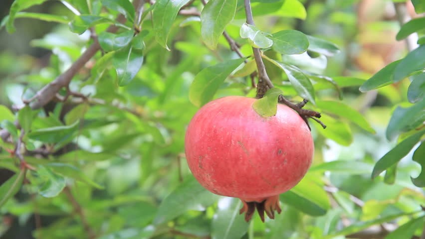Pomegranate on tree