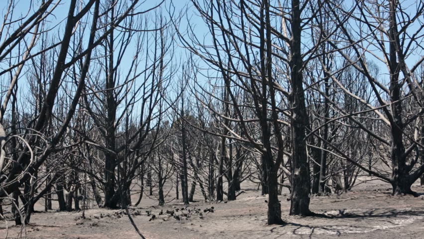 Forest fire mountain tree destruction burn. Dangerous destructive blaze destroyed dozens of home, mountain, caused death. Wood Hollow Utah. FEMA Government assistance. Drought strong summer winds. 