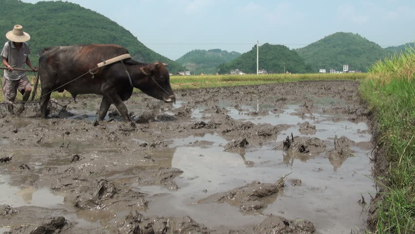 YANGSHUO - AUGUST 10 2010: A farmer is using a plough to work on a rice field in Yangshuo county, China