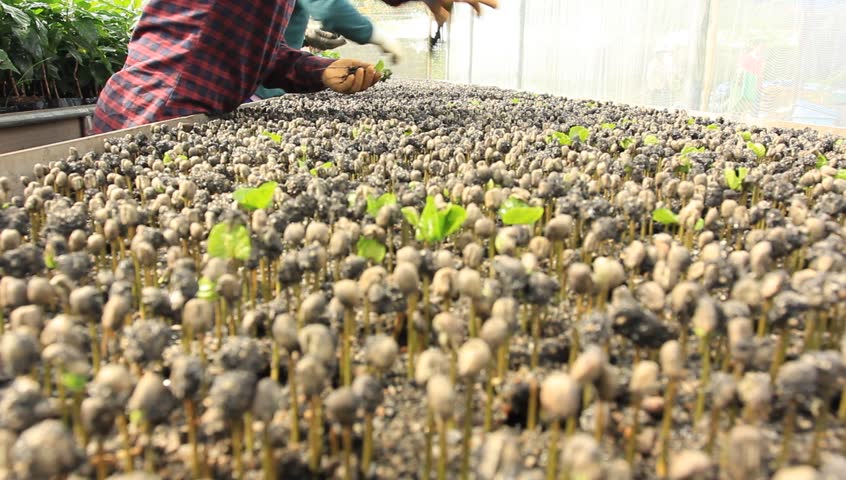 Planting coffee seedlings.