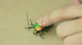 Beetle specimen production
