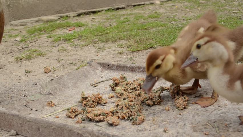 old duck with young ducklings eat food