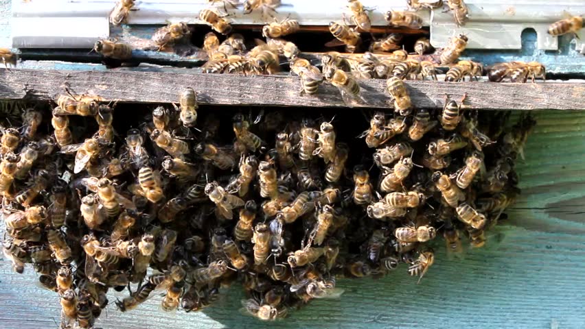 Movement of bees wings create air currents. Because they reduce the temperature in hive.