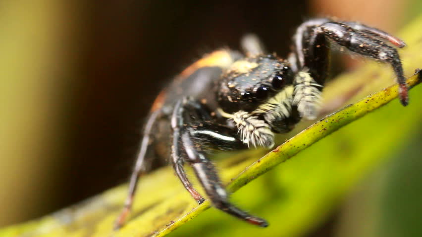 Jumping spider (family Salticidae) Jumping spiders have good vision and use it for hunting and navigating. 
