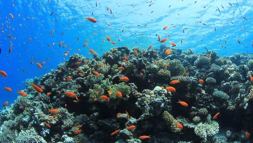 Movie Clip of Coral Reef with Tropical Fish in the Red Sea