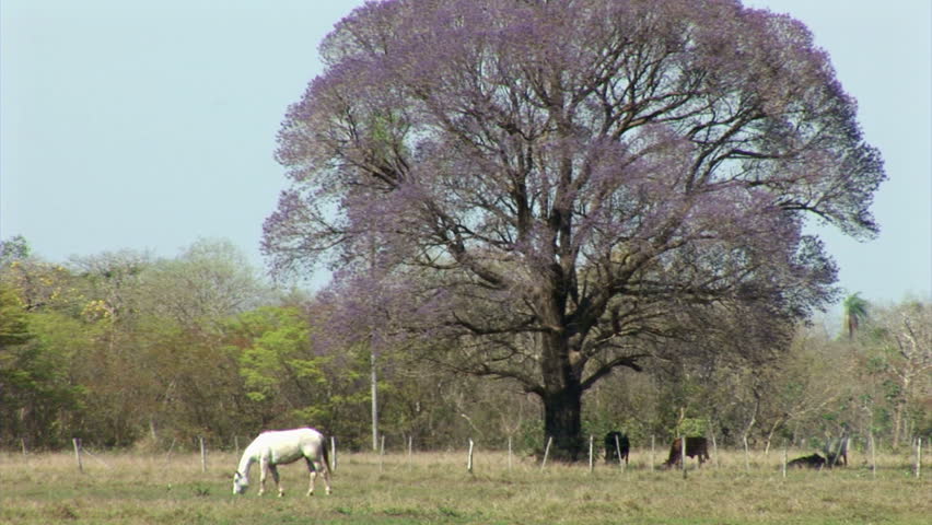 Brazil: Fauna of Amazon river region - horses in a paddock
