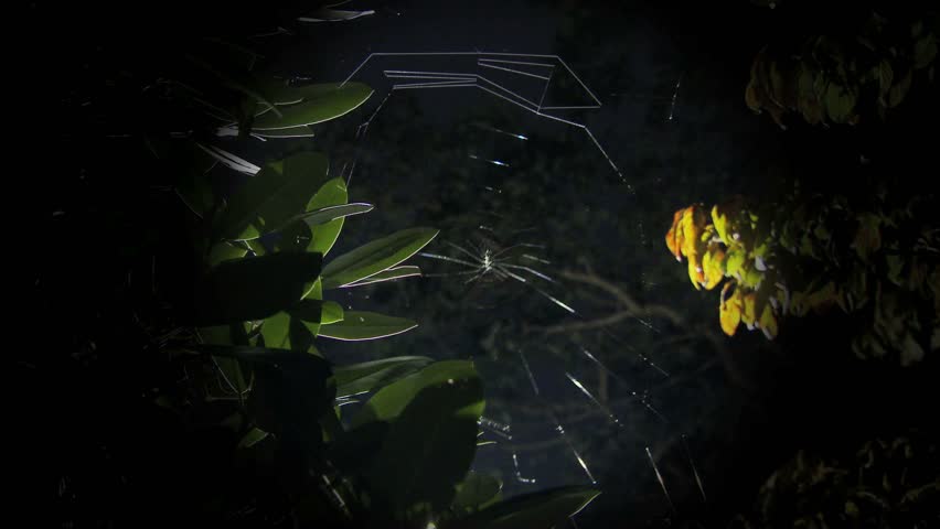 Time lapse of a large spider spinning web at night