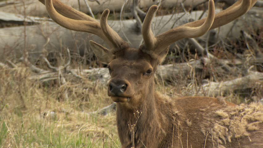 Bull Elk with huge fuzzy antlers sitting in grassy meadow chewing - 1 closeup looking at camera