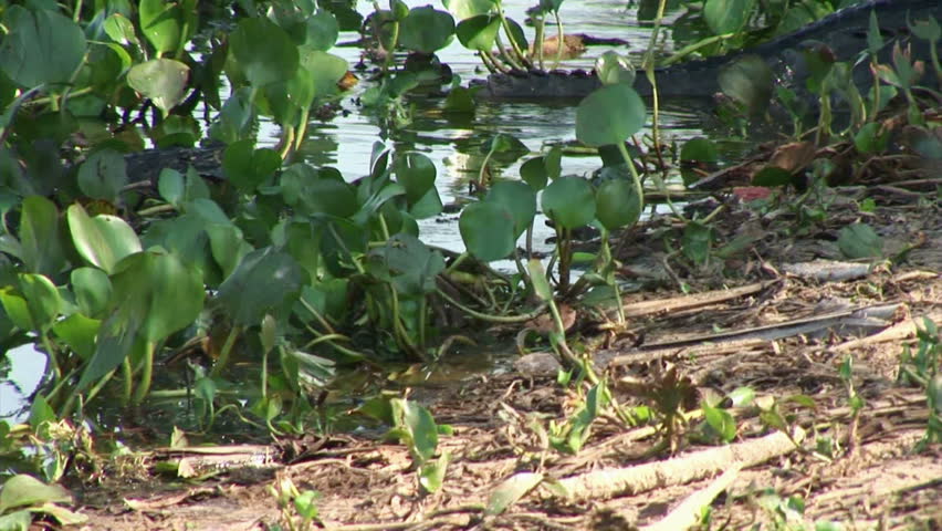 Brazil: Fauna of Amazon river region - crocodile
