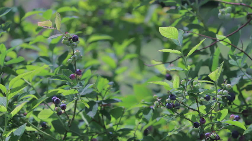 Man picks ripe blueberries from bush