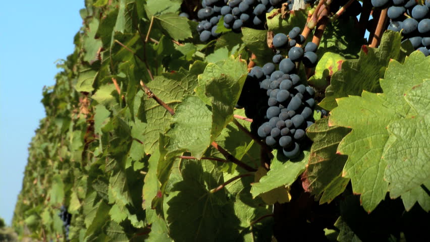 Close-up of black grapes on the vine