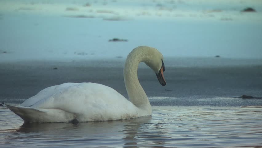 Swan emerges from water onto snow covered ice
