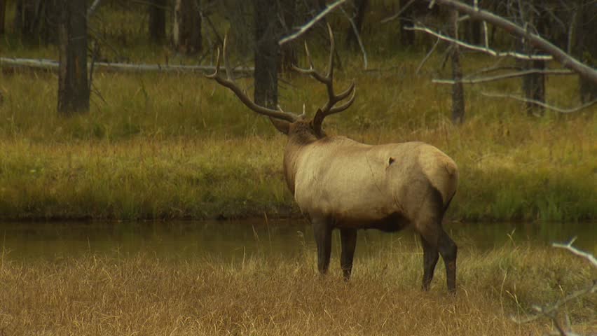 Bull Elk with large antlers eating grass
