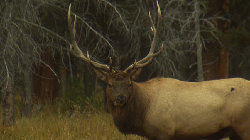 Bull Elk with large antlers