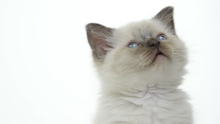 Cute kitten on white background