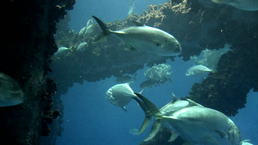 various and different ocean fish swimming around legs and structure of an oil platform in the Gulf of Mexico. Crustaceans and seaweeds on steel parts. Sea turtle and shark swim by.