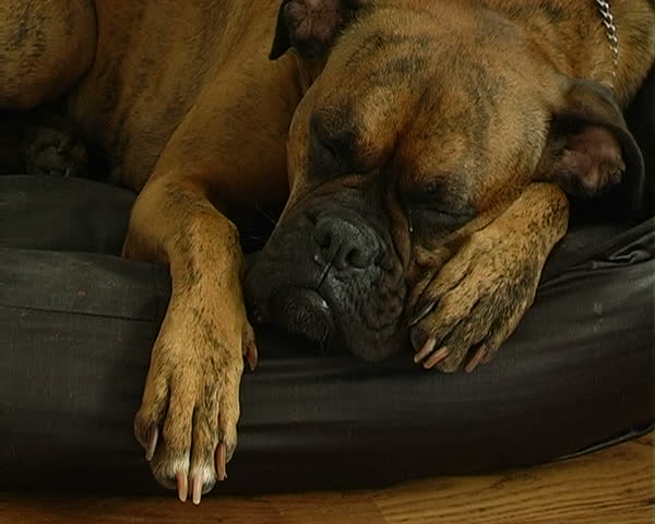 sleeping bulldog