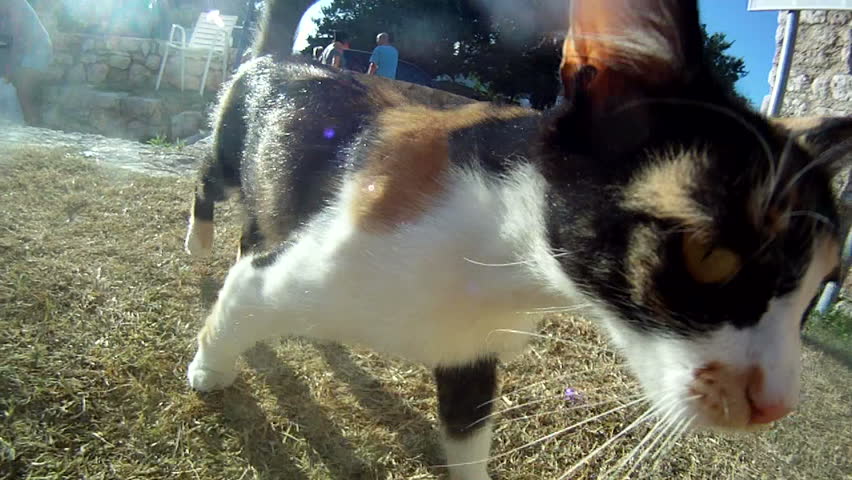 cat 