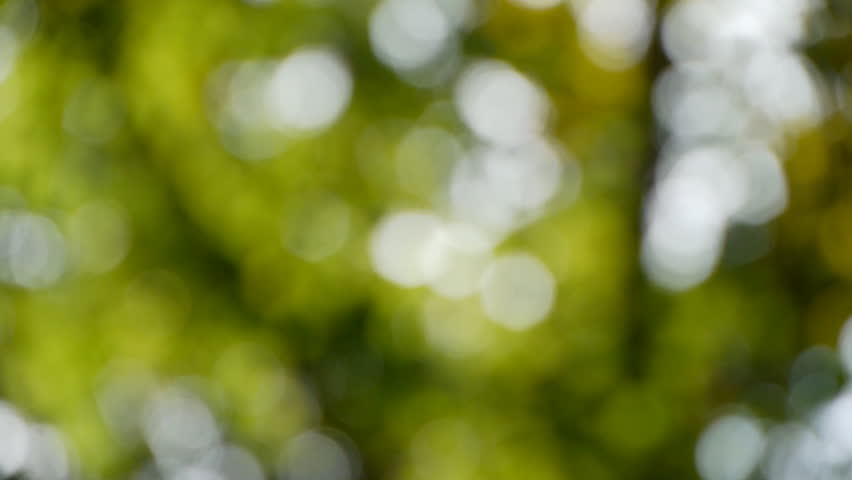 Blurred leaves blowing about. Genuine bokeh, not done in post.