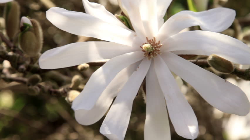 Close up of magnolia stellata flower