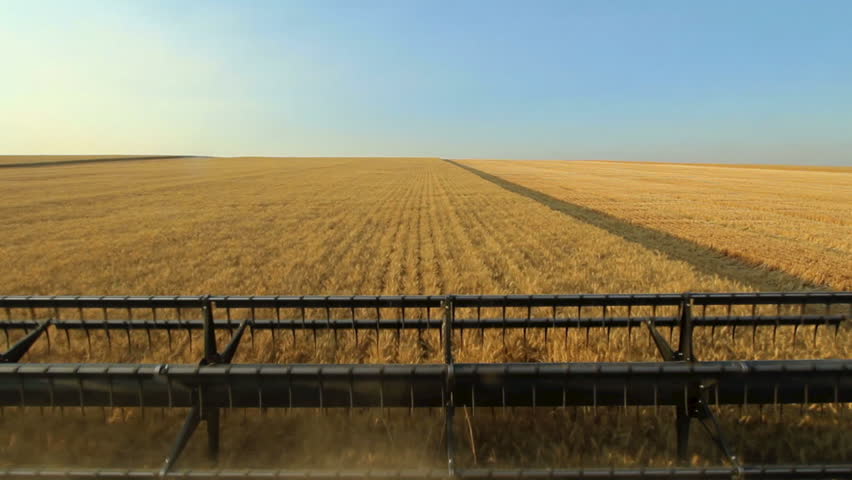 Combine harvesting wheat with a view of the field ahead