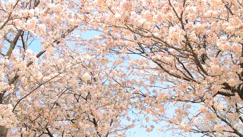 Dolly shot of Sakura, Cherry Blossom in Japan