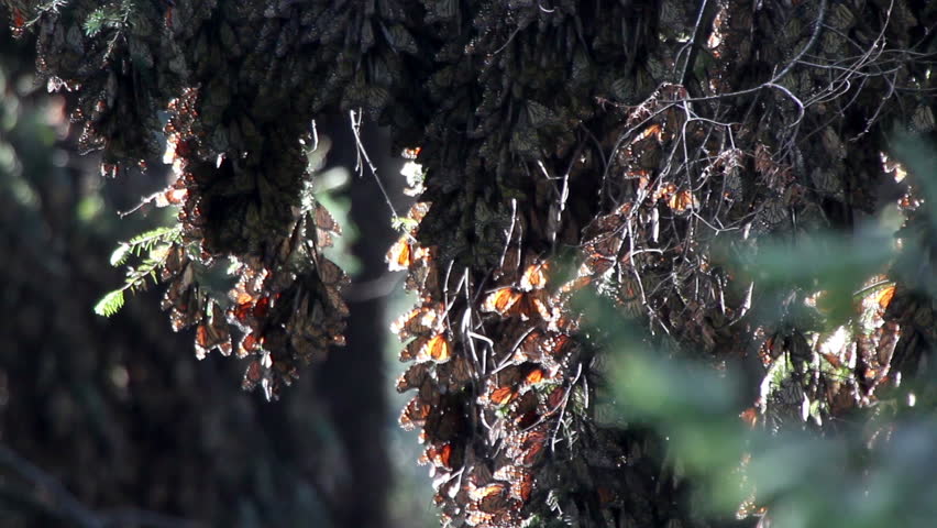 the amazing monarch butterfly sanctuary in mexico, where millions of butterflies return to each year from the USA and canada