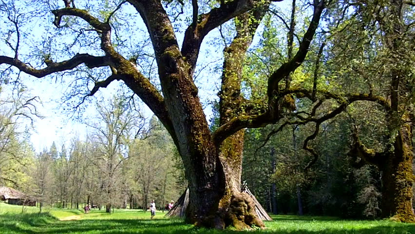 A huge Valley Oak Tree sprouting new leaves in Spring time in the Sierra Nevada foothills near San Andreas, CA. 