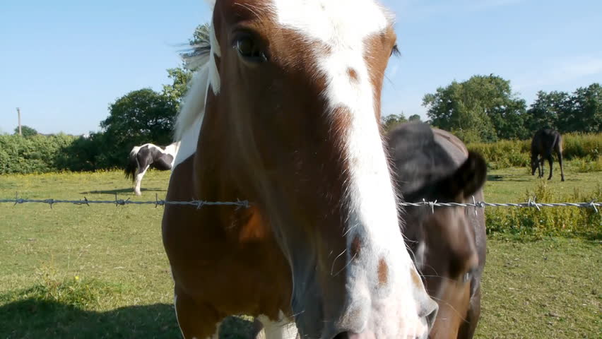 Two horses come very close to the camera and sniff it.